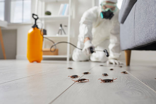 Commercial Rodent Management in Bristol